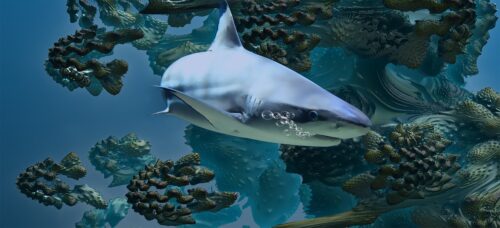 Čelí žraloci vyššímu riziku vyhynutí?