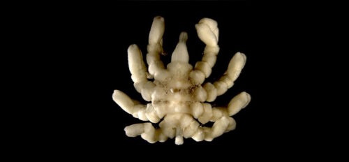 Potvrzeno: Mořští pavouci si umějí obnovit ztracenou končetinu!