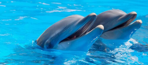 Trpí delfíni „alzheimerem“?