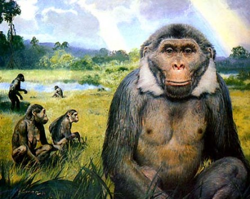 3-oreopithecus