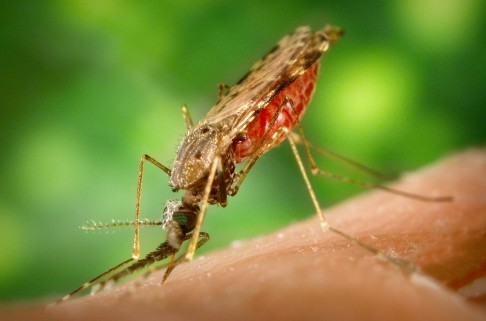 „Superkomáři“ pro boj s malárií