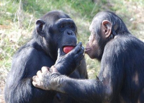 I šimpanzi mají rádi kvízy