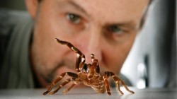 Může pavoučí jed zmírnit chronické bolesti?
