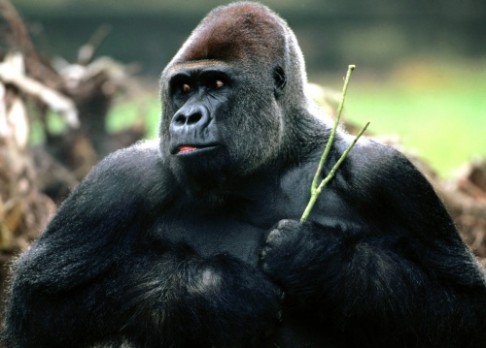 Pražská zoo bude mít nový pavilon goril