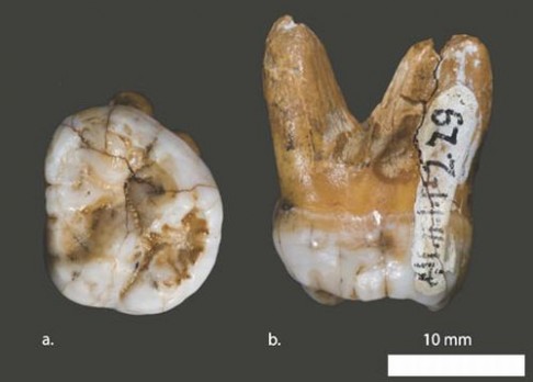 Naše zubní kořeny? Dědictví po Homo erectus!