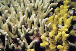 Samoregulující korály se brání kyselosti oceánů