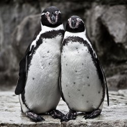 Proč peří tučňáků nezamrzne?