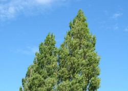 Geneticky upravené stromy rostou rychleji