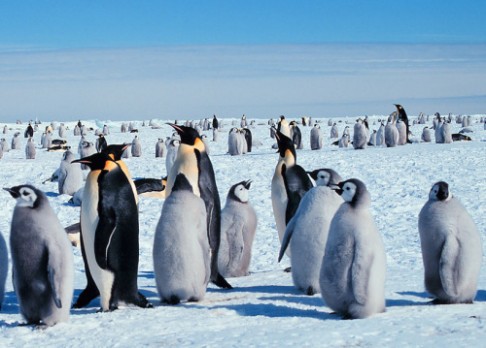 Prehistorický tučňák měřil až dva metry