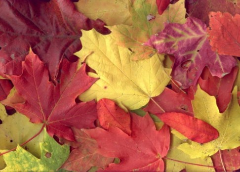 Chemická záhada podzimního listí