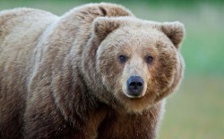 Polský medvěd hledal partnerku až v Maďarsku