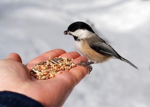 Jarní sníh ptákům nesvědčí – přikrmujte!