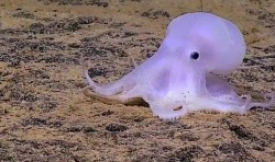 Temné hlubiny oceánů pravděpodobně vydaly nový druh chobotnice