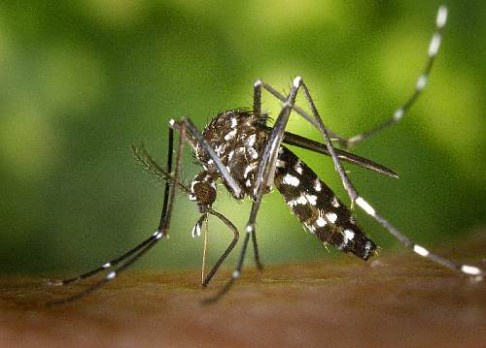 Tropičtí komáři budou i na severu Evropy