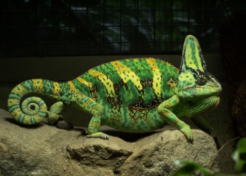 Chameleon nejen hýří, ale i mluví barvami