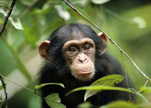Mozek nenarozeného šimpanze ve 3D
