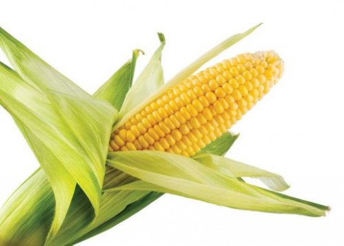 Pohled do genů kukuřice