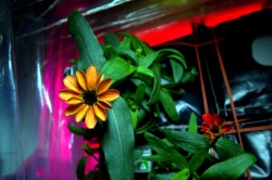 Na ISS vykvetla první květina