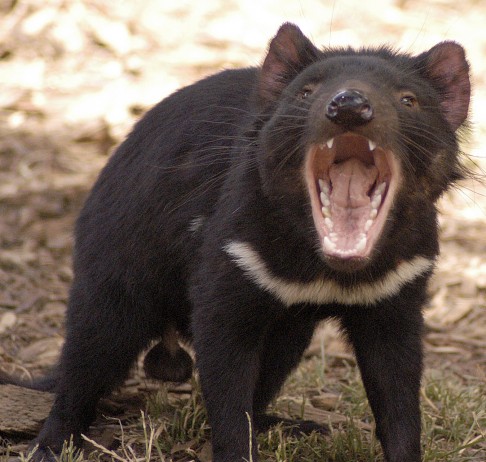 Testy DNA pro tasmánské ďábly