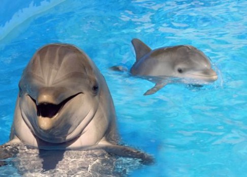 Delfíni a kobylky slyší stejně