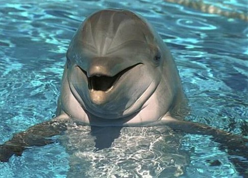 Jak se vyvinul delfíní mozek?