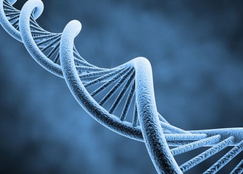 Výška člověka se pozná z DNA