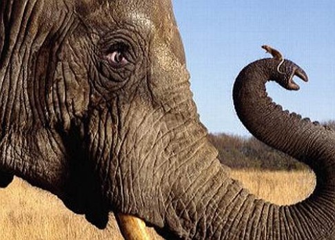 Od myši k slonovi za 24 000 000 generací