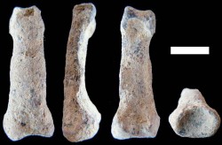 V Tanzanii nalezena 1,84 milionu let stará kost předchůdce člověka