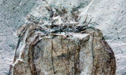 Nalezeny fosílie plodů ovoce staré 52 milionů let!