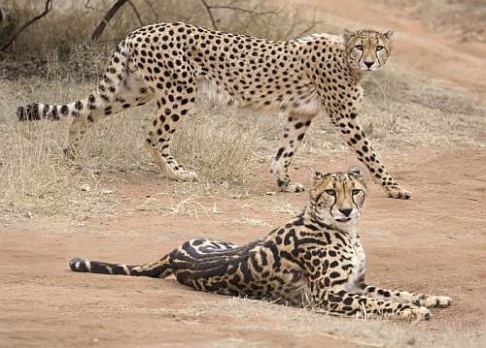Proč mají někteří gepardi pruhy?
