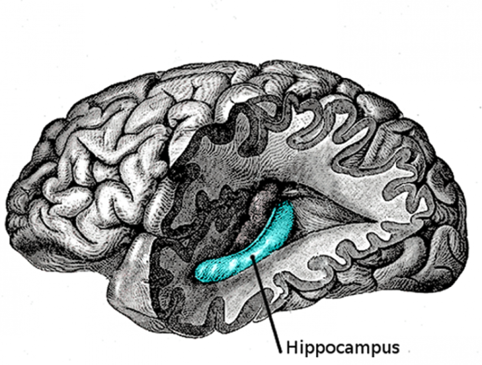 hipokampus