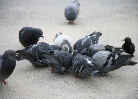 Jestřábi útočí na „jiné“ holuby