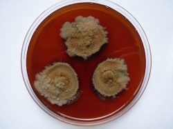 Vědci z Mikrobiologického útvaru AV ČR studují houby