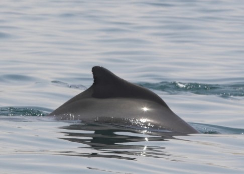 Další do rodiny delfínů-hrbáčů