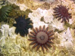 Hvězdice trnité požírající korály likviduje obyčejný ocet