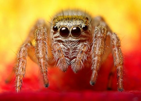 Jak pavouci-upíři identifikují oběť?