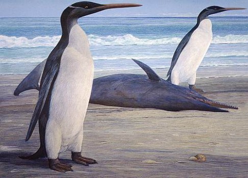 Puzzle největšího tučňáka složeny