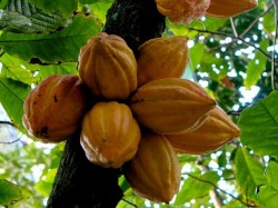 Kakaovník pravý je starý 10 milionů let