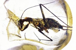 V jantaru byl objeven miliony let vyhynulý druh švába