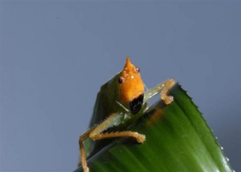 Hmyz s téměř lidskýma „ušima“