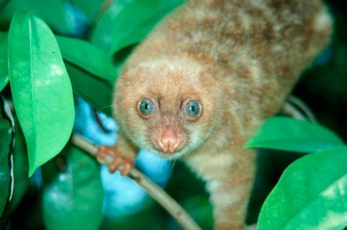 1000 nových druhů z Nové Guiney