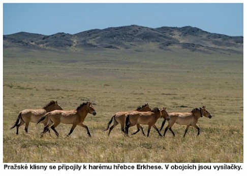 Koně Převalského vypuštěni v Mongolsku