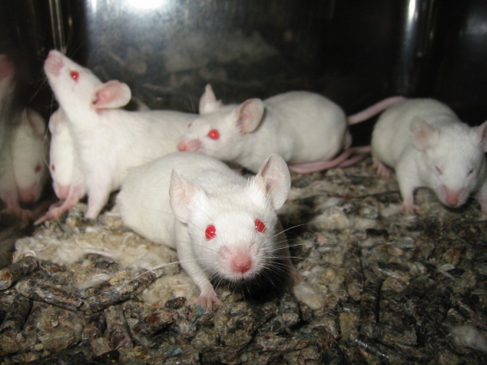 laboratorní myši