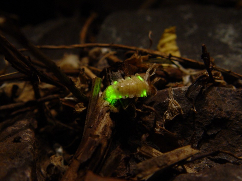 larva světlušky