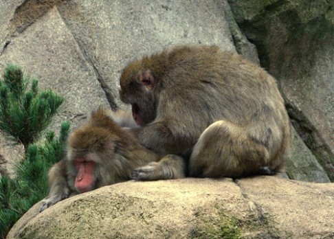 Opice z Fukušimy mají změny v krvi