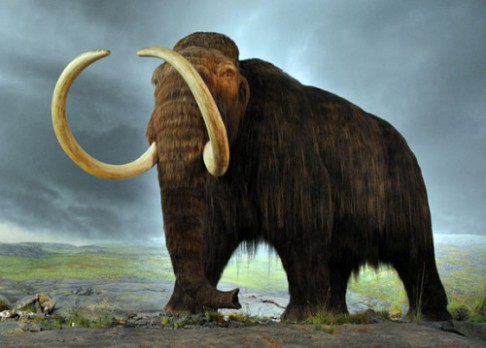 Zmrzlý mamut obsahoval zachovaný mozek
