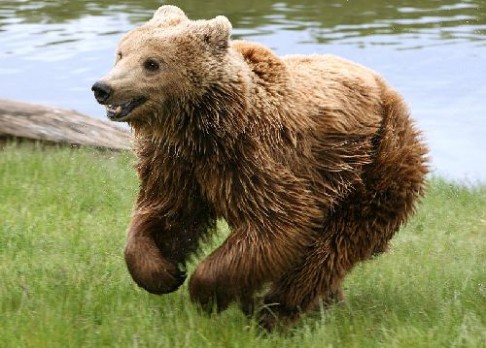 Přemíra medvědů děsí západní Evropu