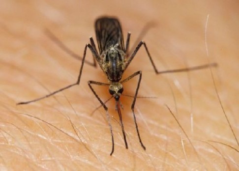 Horečku dengue přemůžou komáří mutanti