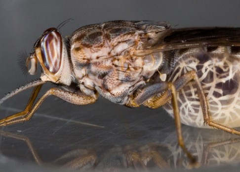 Genom mouchy tse-tse pomůže proti nemoci