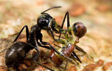 Sebevražední mravenci zabíjejí lepidlem